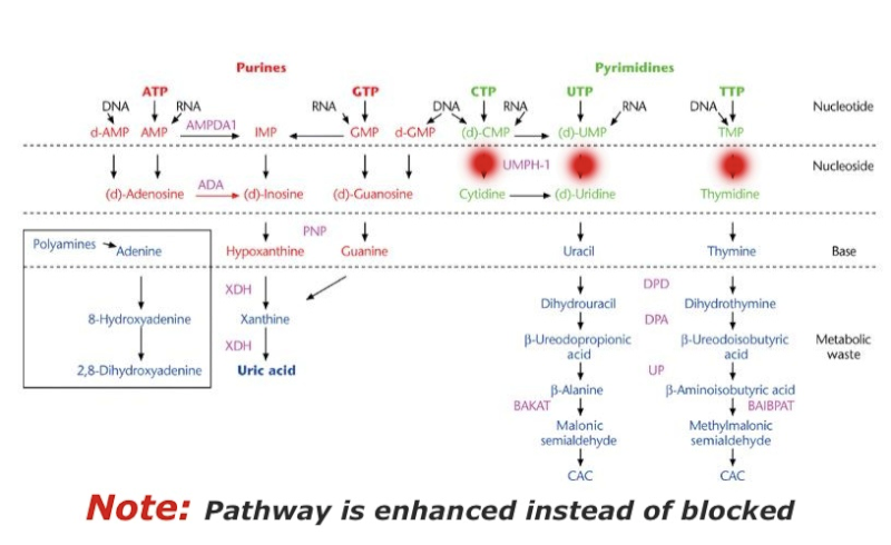 Pyrimidine 5-Nucleotidase Superactivity